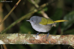 Microligea palustris