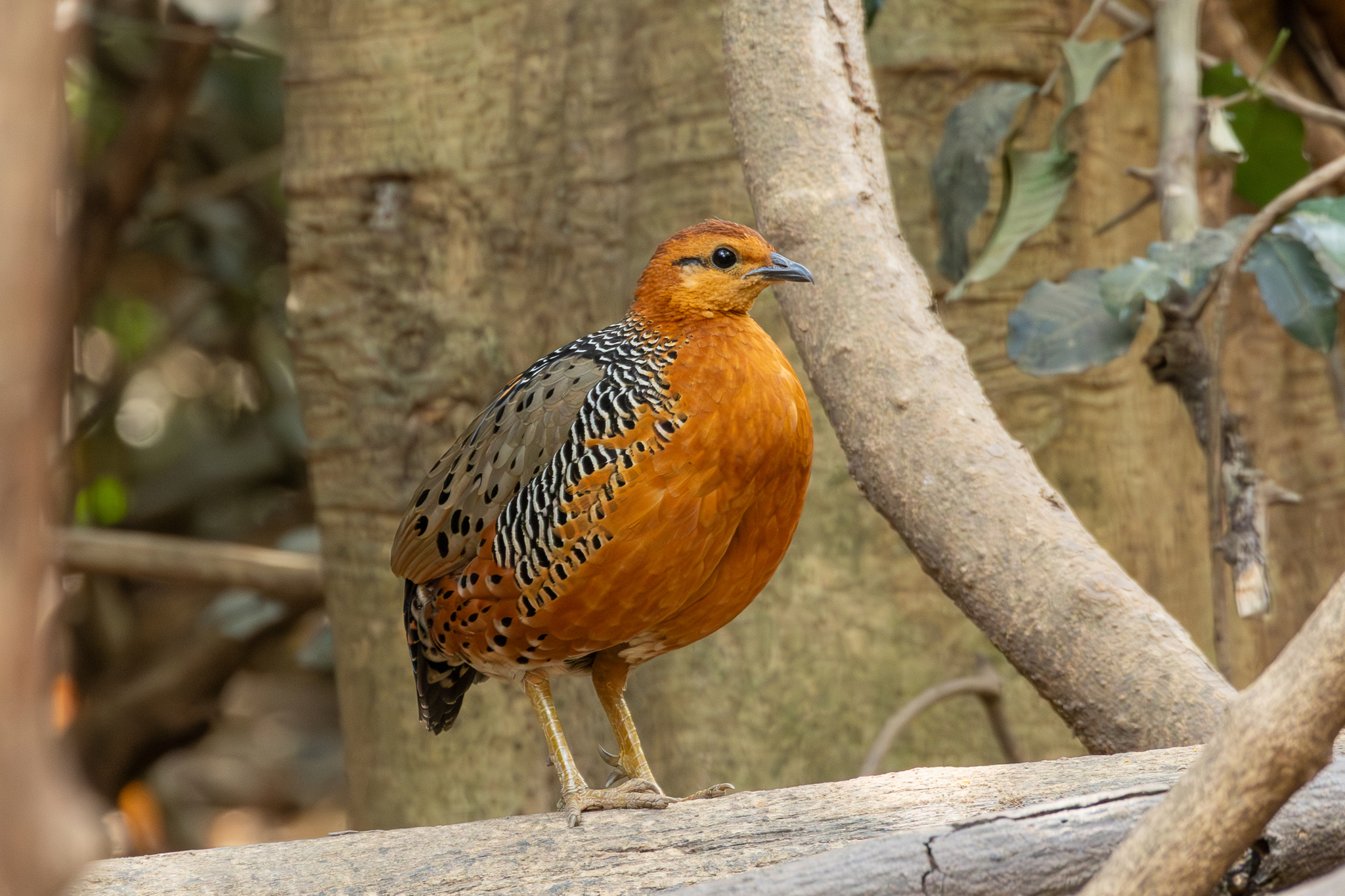 Ferruginous Partridge illustration