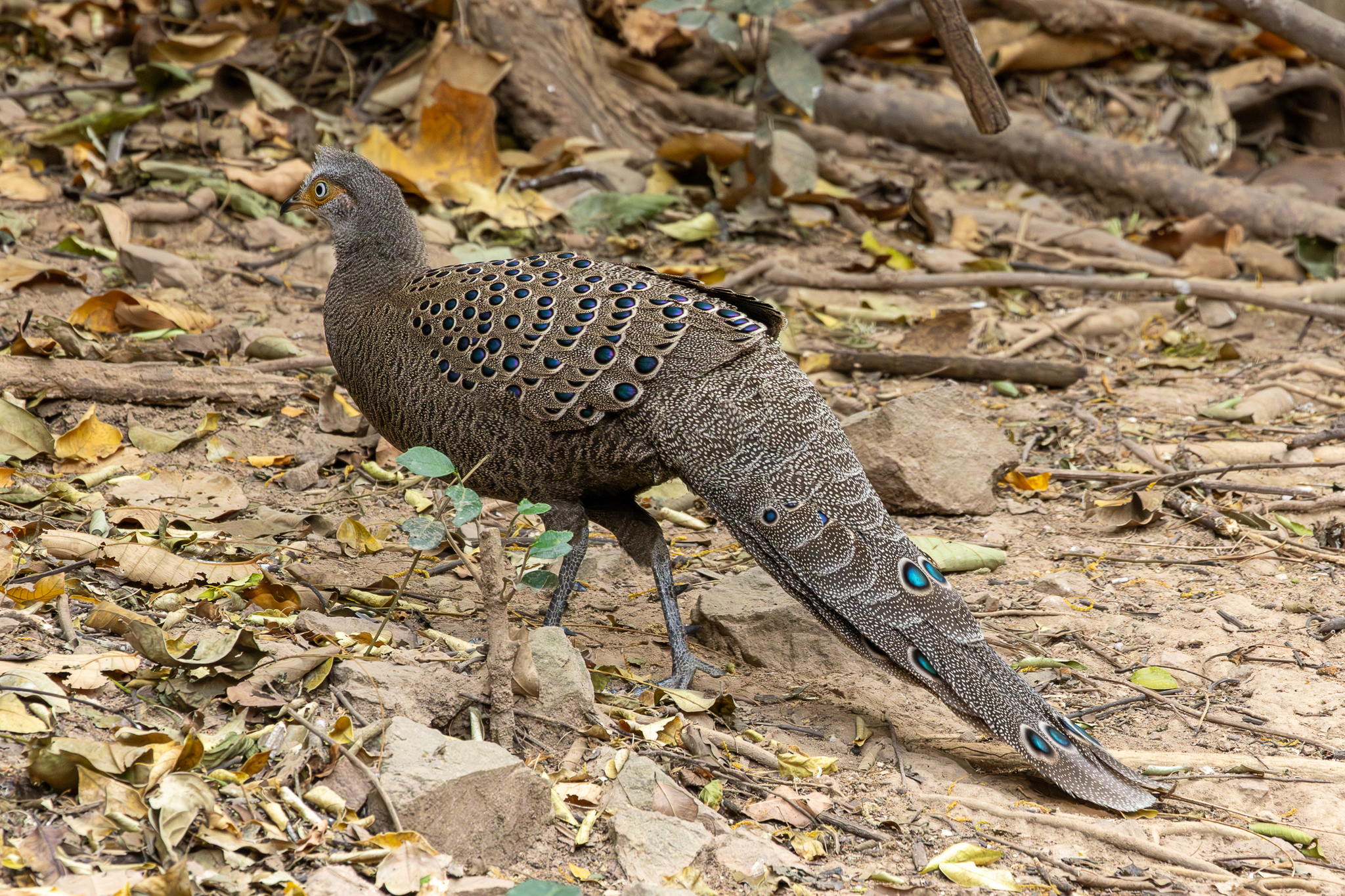 Grey Peacock-Pheasant (Polyplectron bicalcaratum)