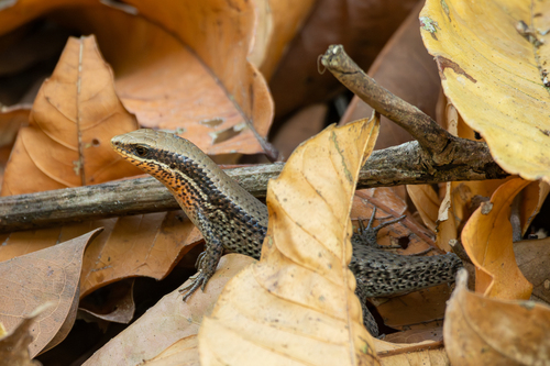 Bronze Mabuya, Eutropis macularia