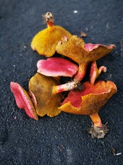 Suillus asiaticus