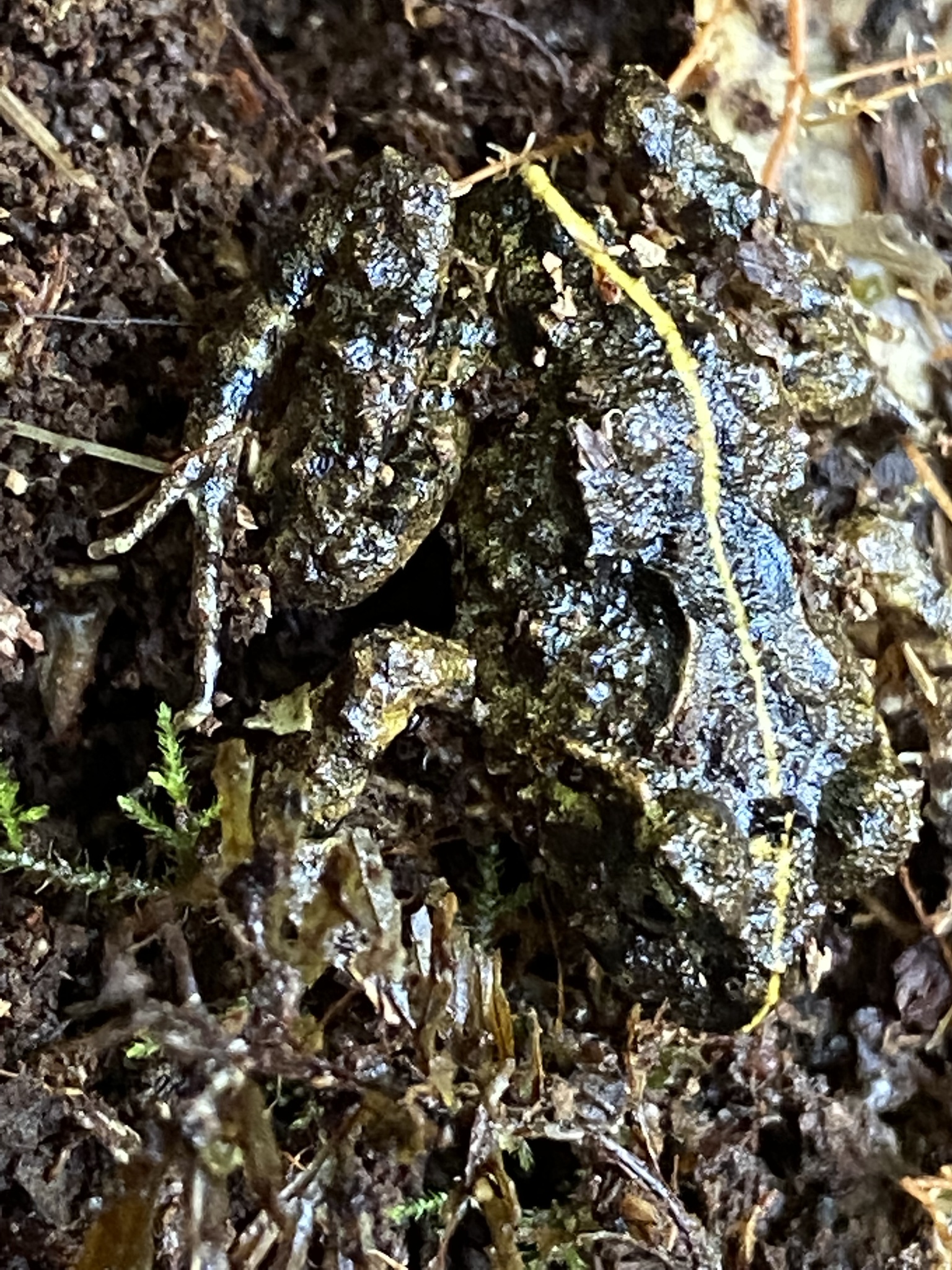 Eupsophus emiliopugini Formas, 1989