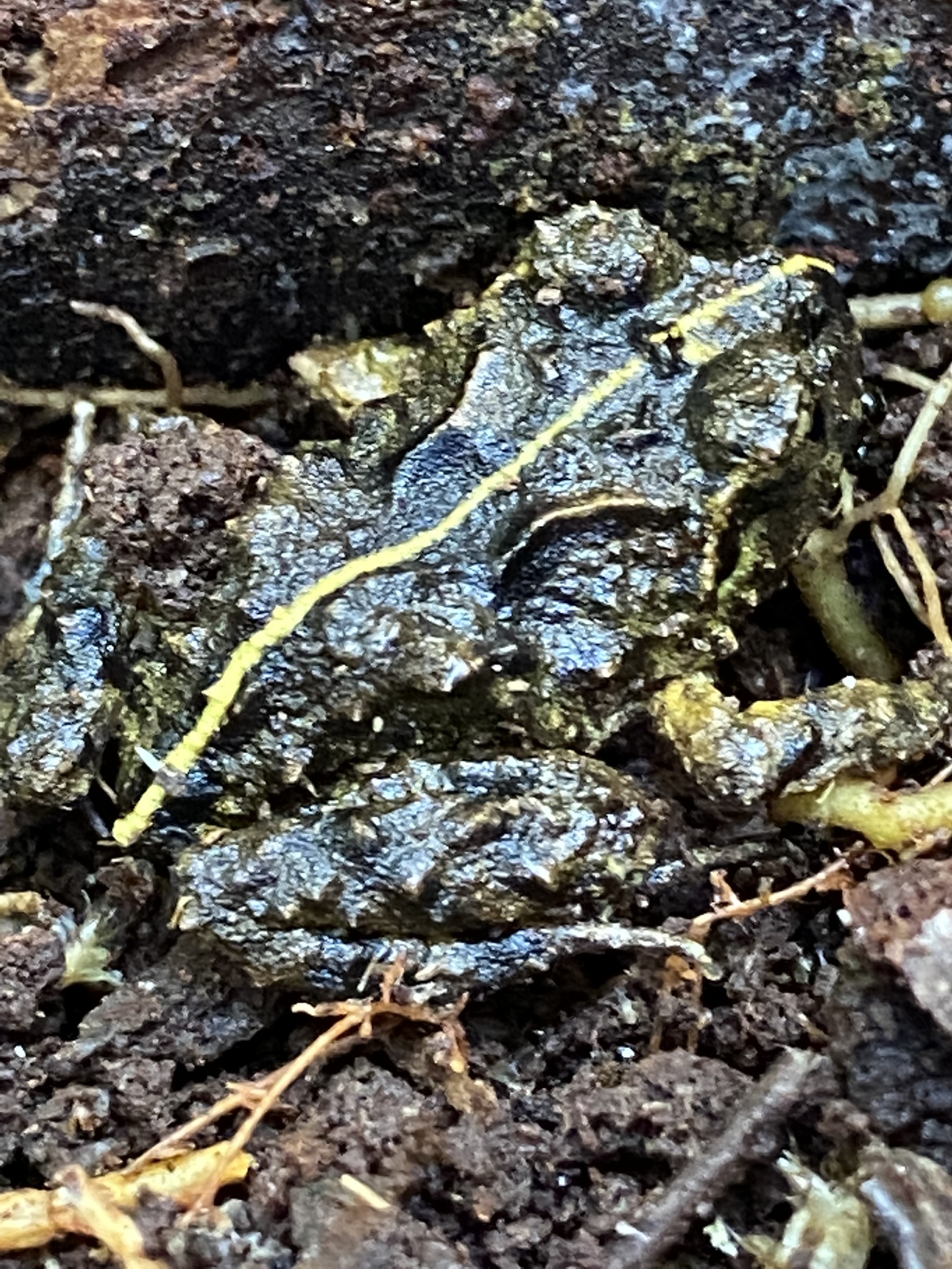 Eupsophus emiliopugini Formas, 1989