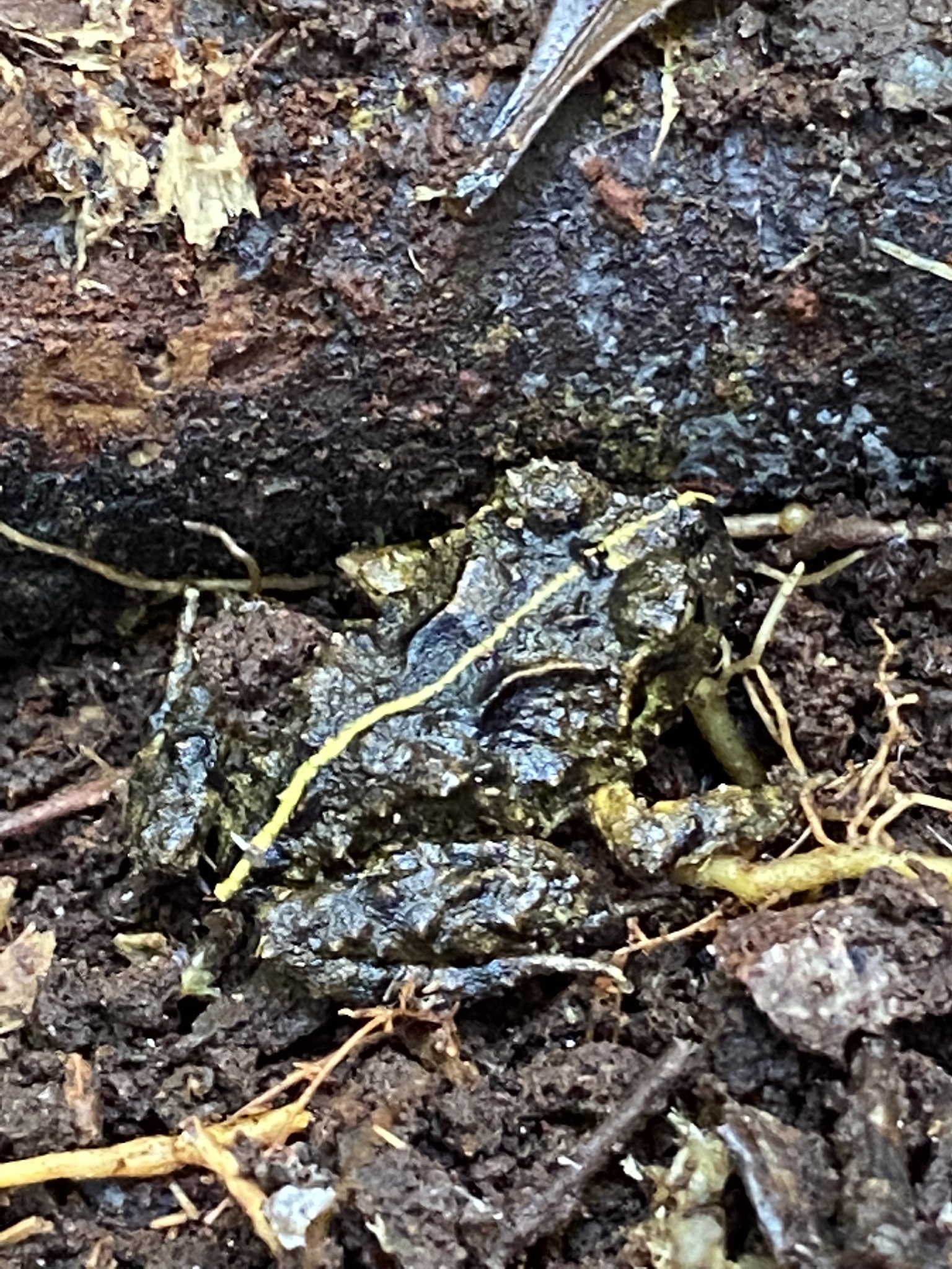 Eupsophus emiliopugini Formas, 1989