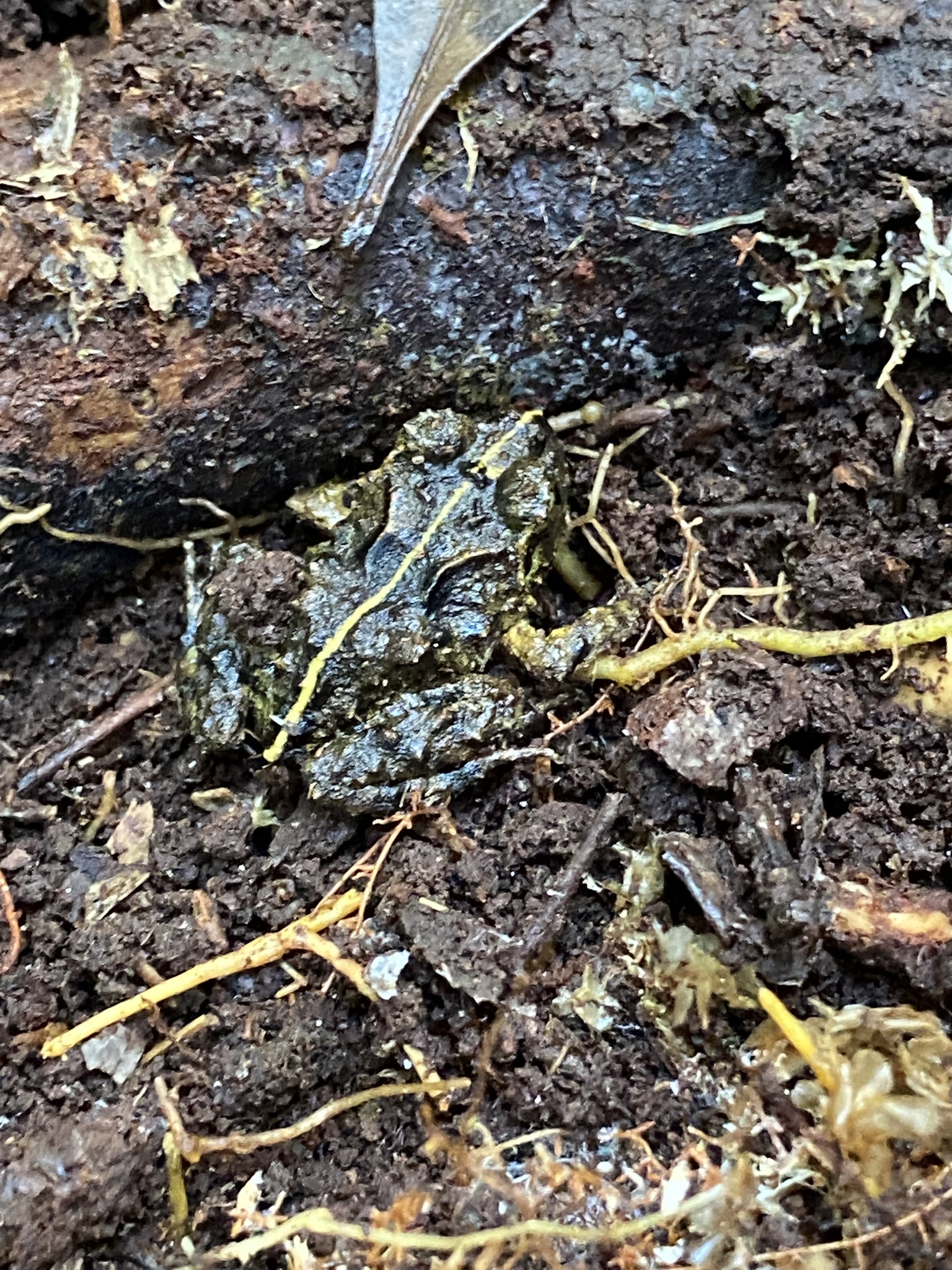 Eupsophus emiliopugini Formas, 1989
