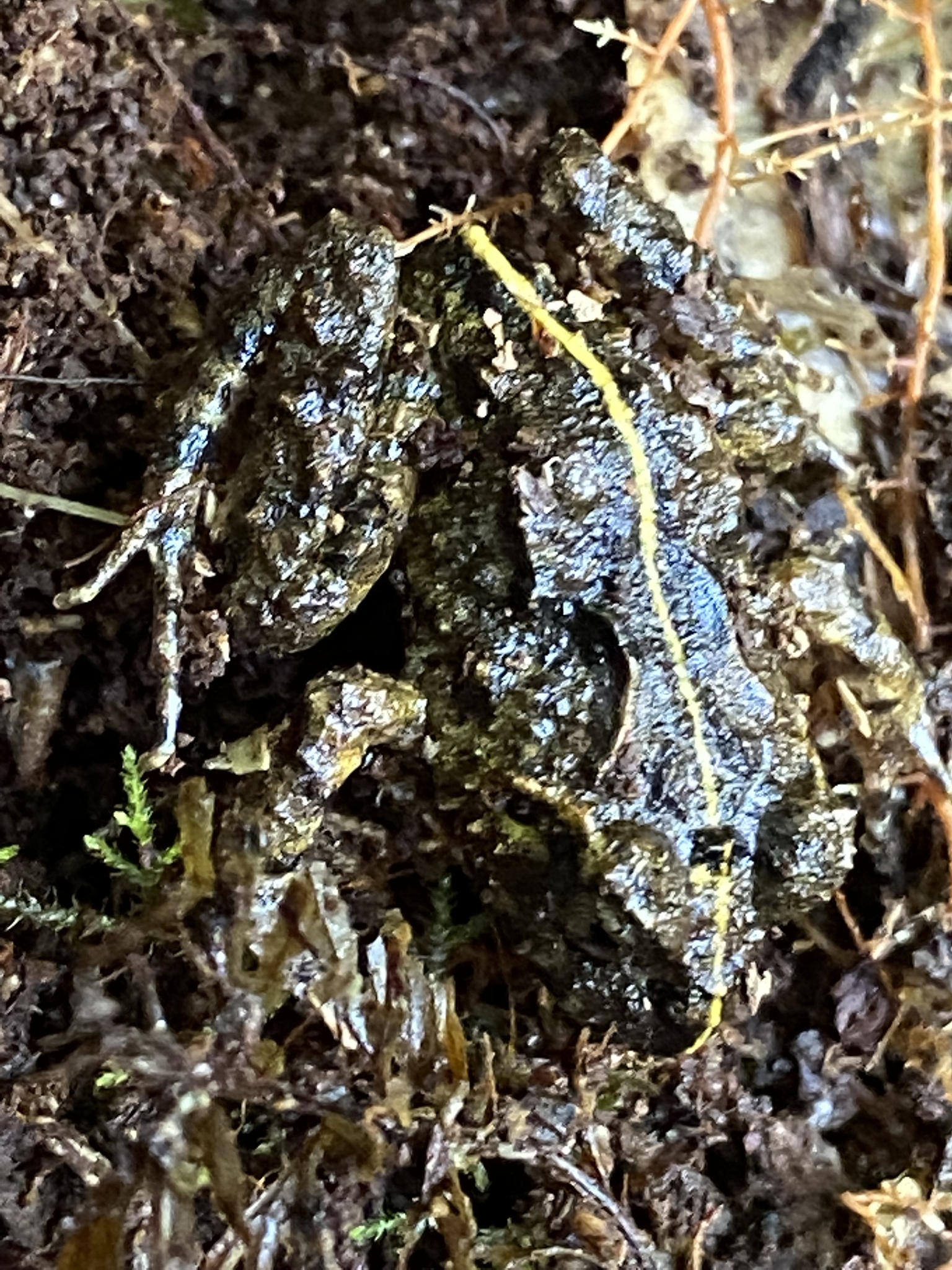 Eupsophus emiliopugini Formas, 1989