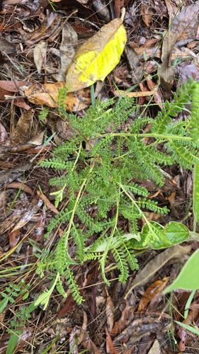 Dodonaea pinnata (Dodonaea pinnata)