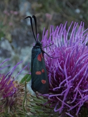 Zygaena lonicerae