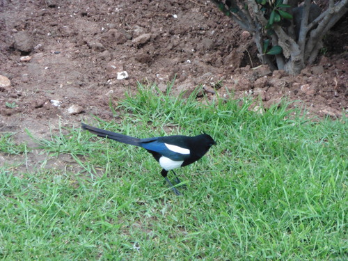 Urraca magrebí (Pica mauritanica)