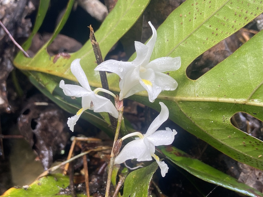 Dendrobium crumenatum