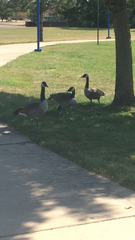 Branta canadensis