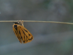 Setina aurita
