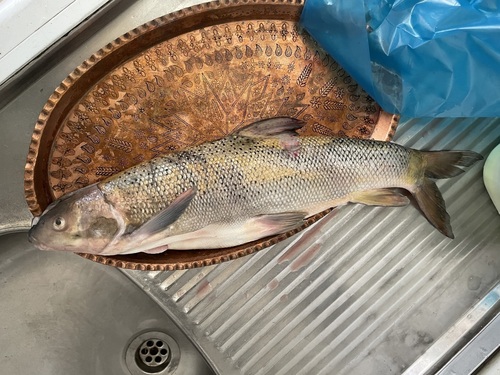 Forelbarbeel (Capoeta trutta) — Cyprinidae
