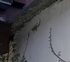 Tarentola mauritanica