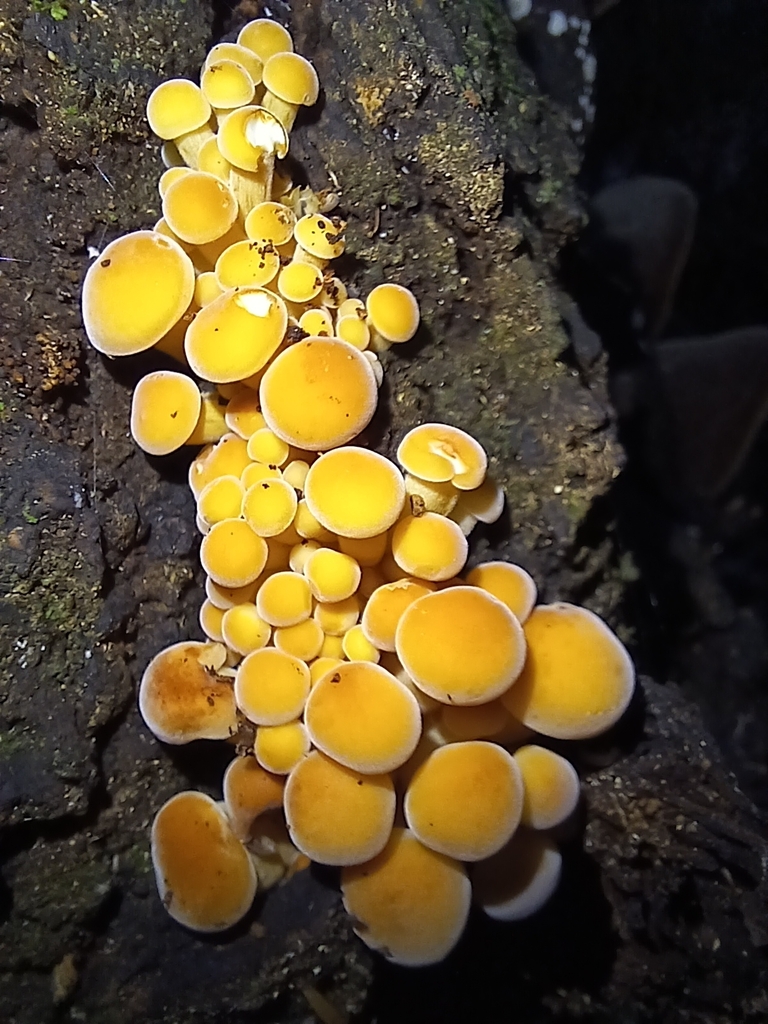 Flammulina velutipes · March 2025 · photo: © ecoman (iNaturalist, cc-by)