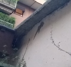 Tarentola mauritanica