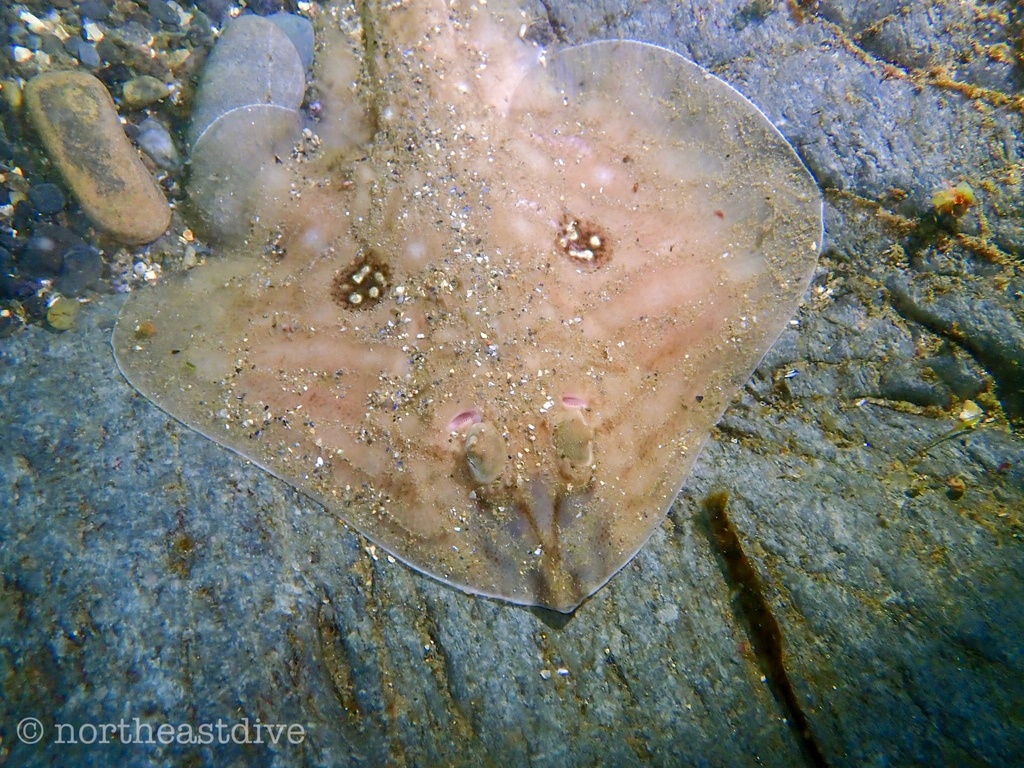 Grootoogrog (Leucoraja naevus) — Rajidae