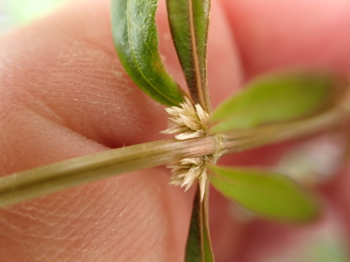 Image of Alternanthera nahui by (c) Benjamin Lavin, some rights reserved (CC BY)