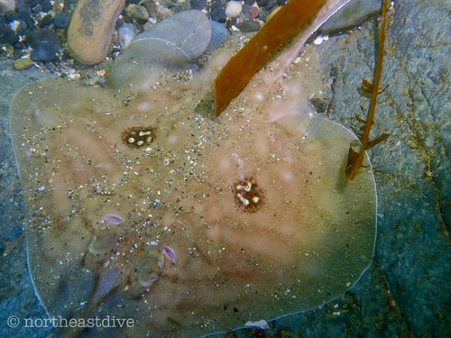 Grootoogrog (Leucoraja naevus) — Rajidae — 2