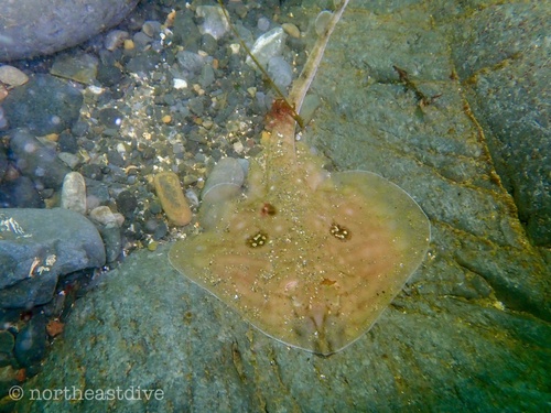 Grootoogrog (Leucoraja naevus) — Rajidae — 3