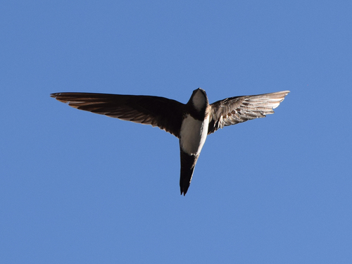 Alpine Swift