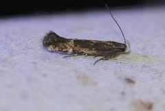 Aproaerema simplexella