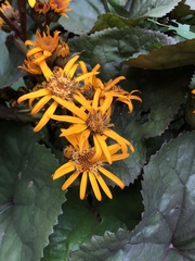 Ligularia