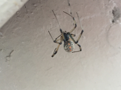 Latrodectus geometricus