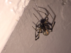 Latrodectus geometricus