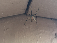 Latrodectus geometricus