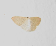 Pleuroprucha