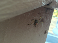 Latrodectus geometricus