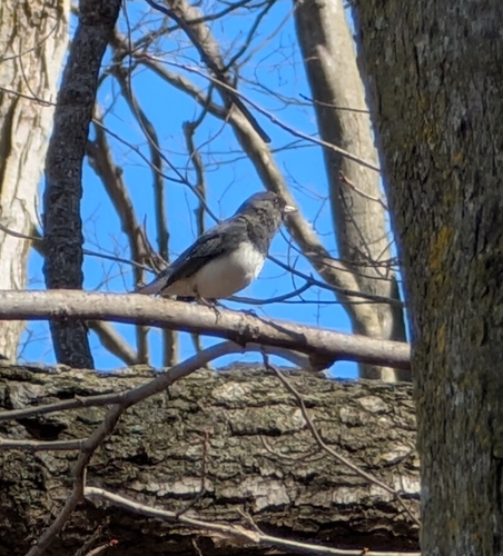 Dark-eyed Junco photographed in Michigan