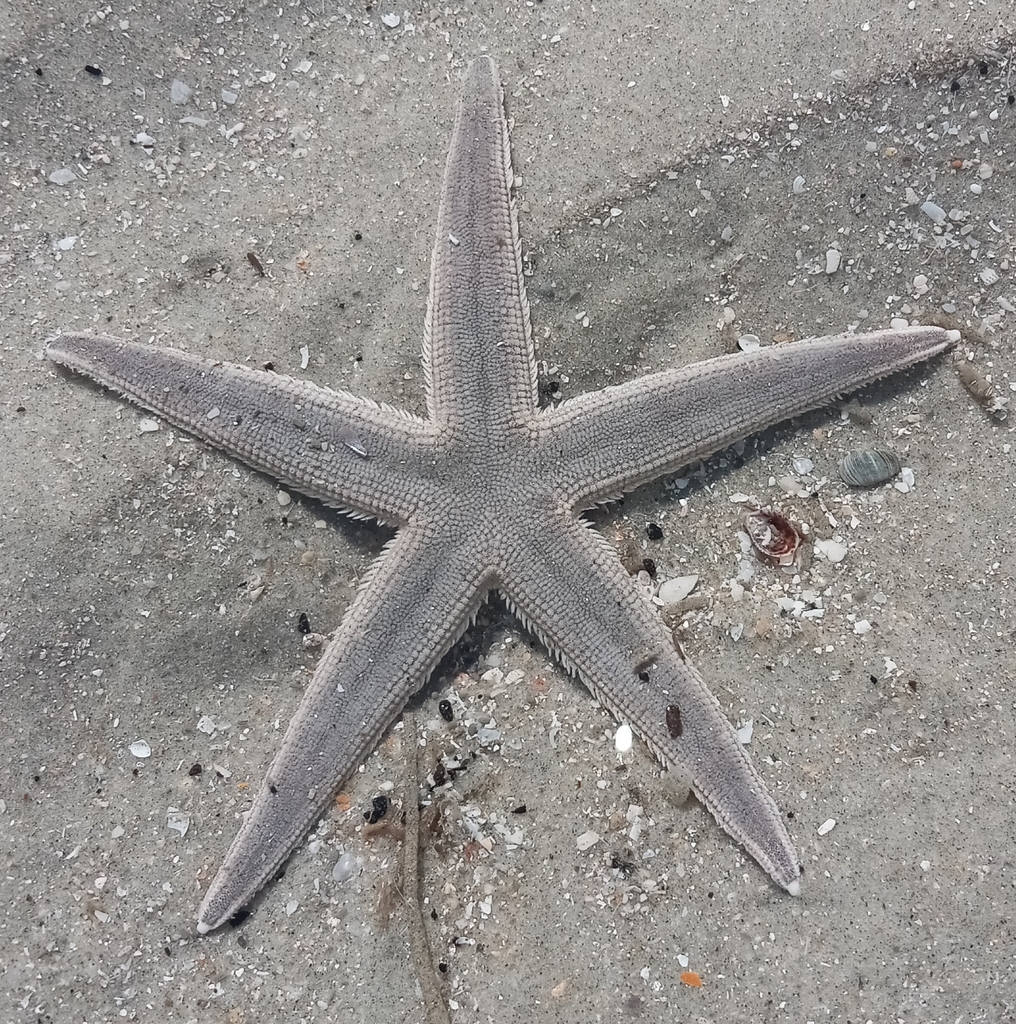 lined sea star