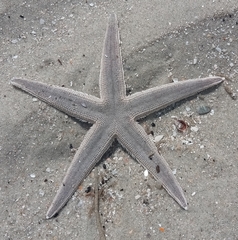 Gray Sea Star