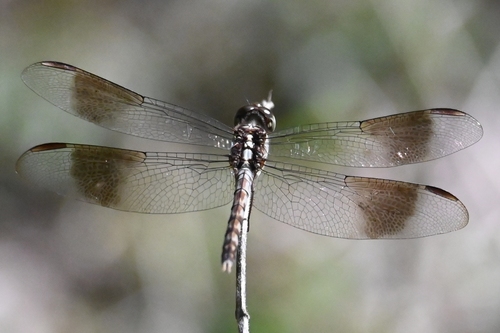 Band-winged Dragonlet