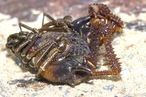 Huasampillia terribilis