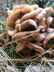 Lentinellus cochleatus