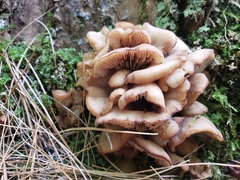 Lentinellus cochleatus
