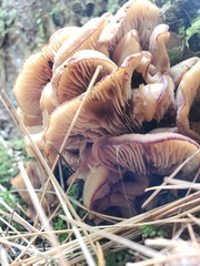 Lentinellus cochleatus
