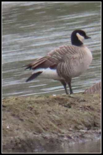 iNaturalist observation photo of Small Cackling Goose