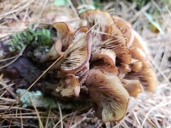 Lentinellus cochleatus