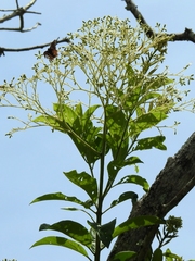 Cordia diversifolia