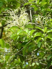 Cordia diversifolia
