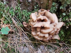 Lentinellus cochleatus