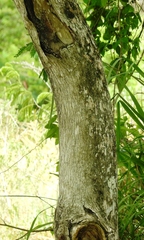 Cordia diversifolia