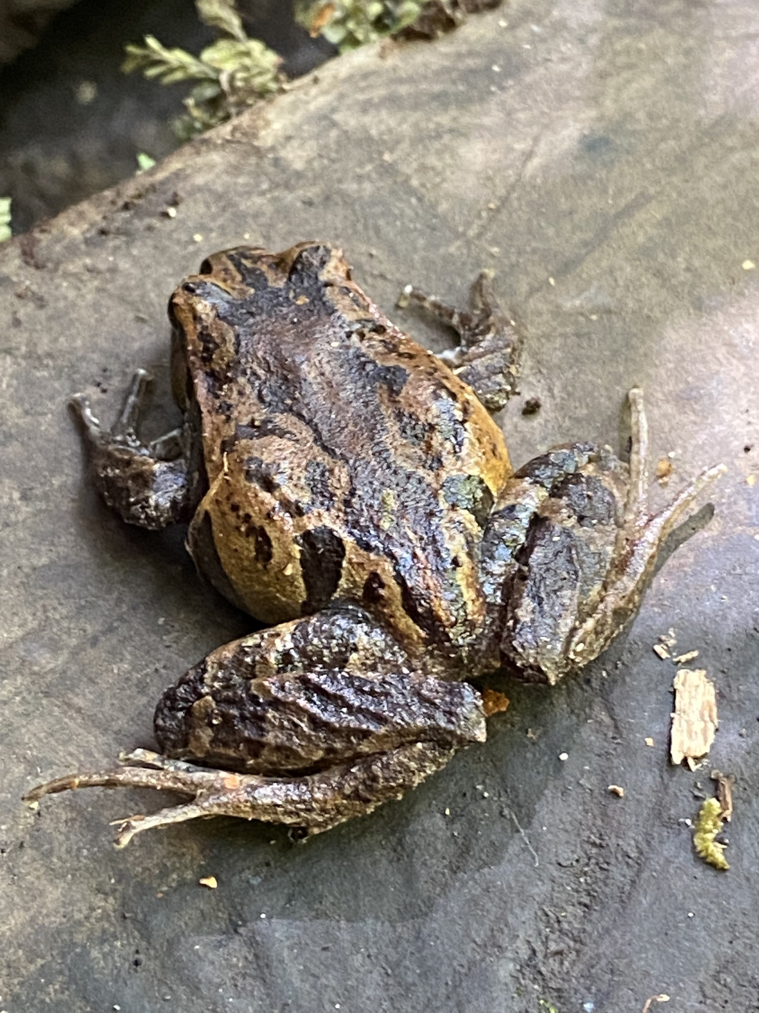Eupsophus calcaratus (Günther, 1881)