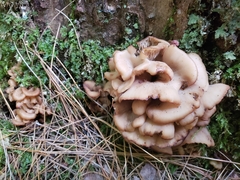 Lentinellus cochleatus