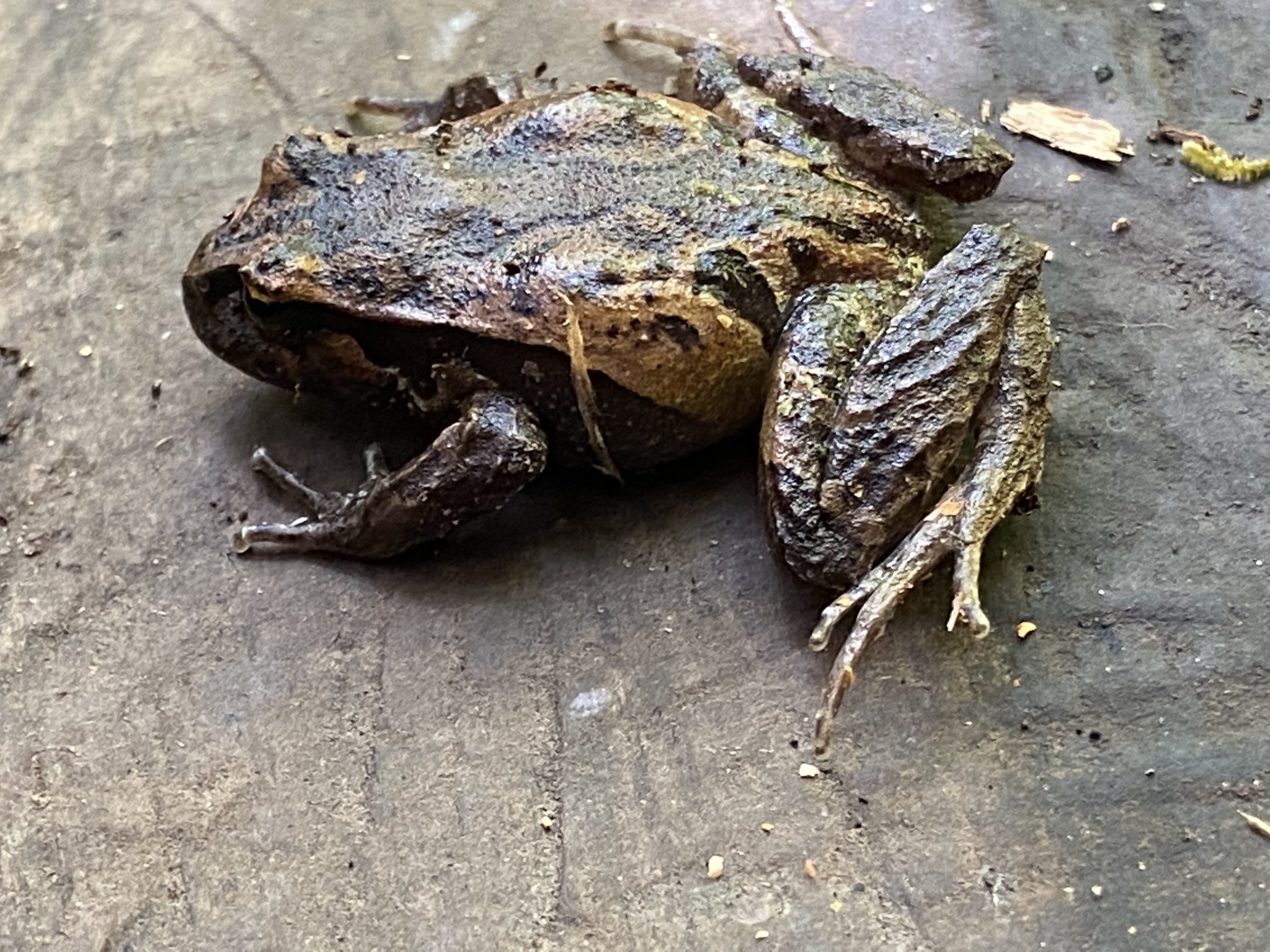 Eupsophus calcaratus (Günther, 1881)