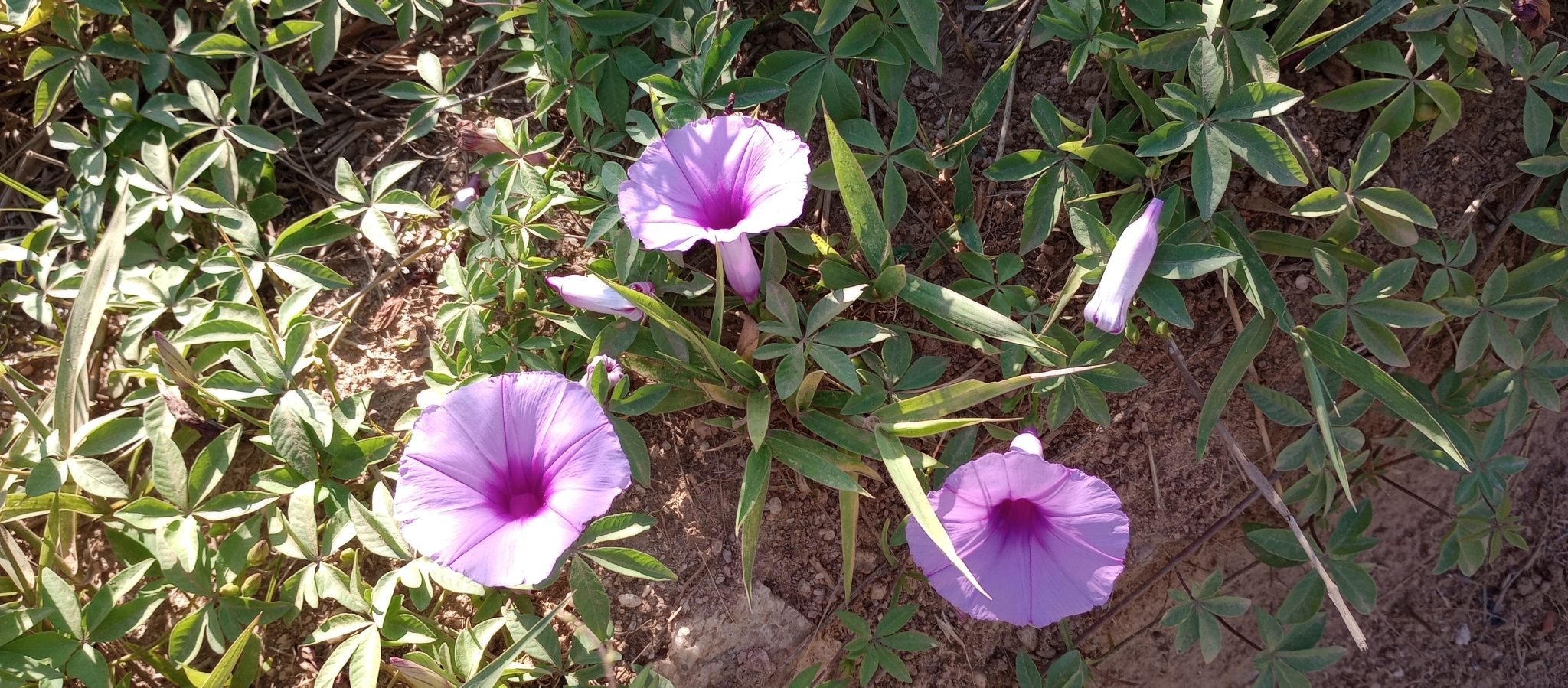 Ipomoea cairica